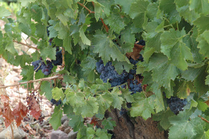 DSC_0052.JPG DSC_0052.JPG