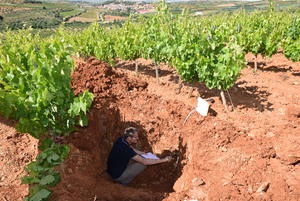 El técnico Laurent Duret durante los trabajos en un viñedo de Cosuenda de uva cariñena El técnico Laurent Duret durante los trabajos en un viñedo de Cosuenda de uva cariñena