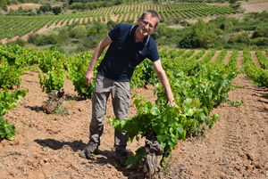 El técnico Laurent Duret durante los trabajos en un viñedo de Cosuenda de uva cariñena El técnico Laurent Duret durante los trabajos en un viñedo de Cosuenda de uva cariñena