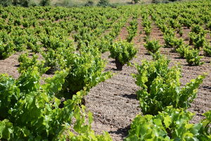 Viñas viejas de uva garnacha en la D.O.P. Cariñena Viñas viejas de uva garnacha en la D.O.P. Cariñena