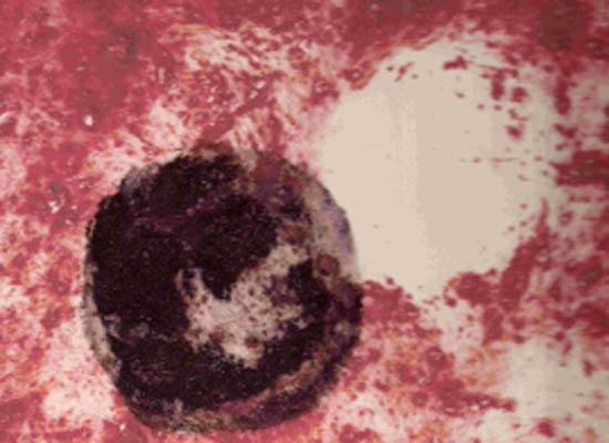 Concha ruesga muestra en el museo del vino de Cariñena el proyecto artístico multidisciplinar ‘campo de corales