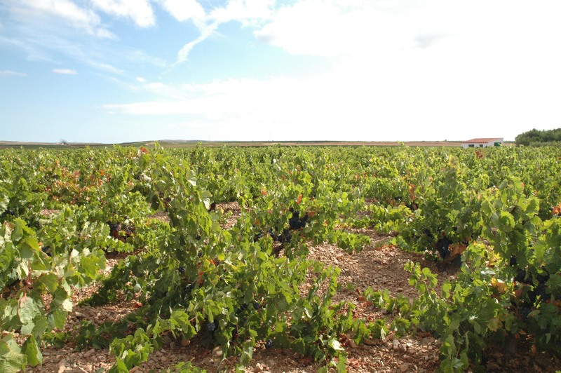 El 31 de julio finaliza el plazo de presentación de solicitudes para acogerse al régimen de arranque de viñas