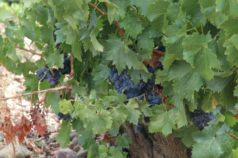 La D.O. Cariñena participa con cuatro de sus bodegas en la cata de garnacha aragonesa que se celebra en el certamen gastronómico de madrid fusión