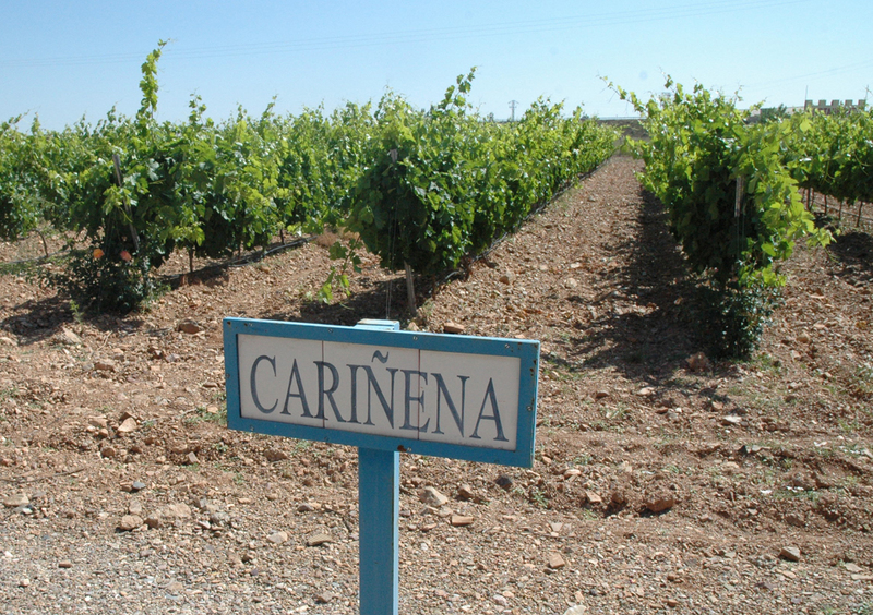 La denominación de origen protegida Cariñena obtiene el premio ejecutivos de aragón a la excelencia