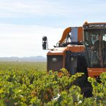 el-75-por-ciento-de-la-cosecha-se-recoge-en-la-dop-carinena-con-maquinas-vendimiadoras_3808