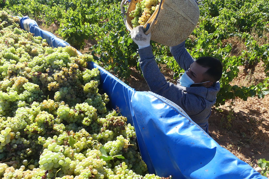 La añada 2020 de la Denominación de Origen Protegida Cariñena, calificada de “Muy Buena”
