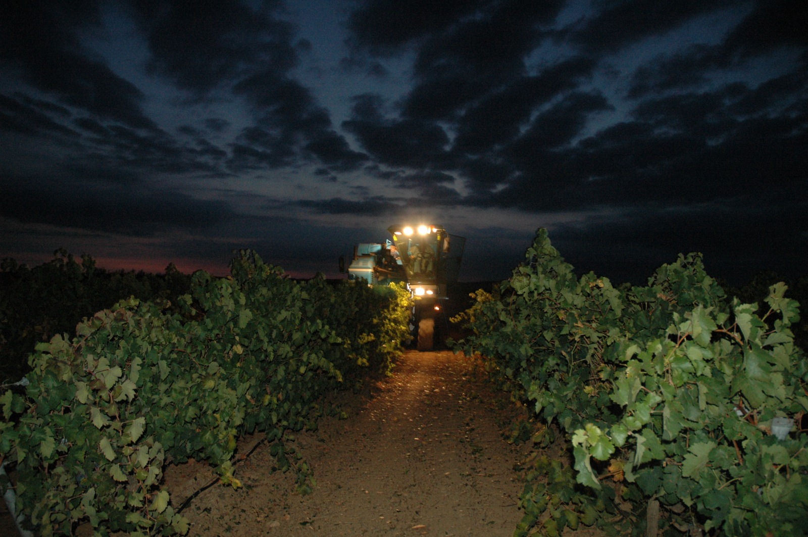 Algunas bodegas llevan a cabo la vendimia nocturna para optimizar las cualidades de la uva