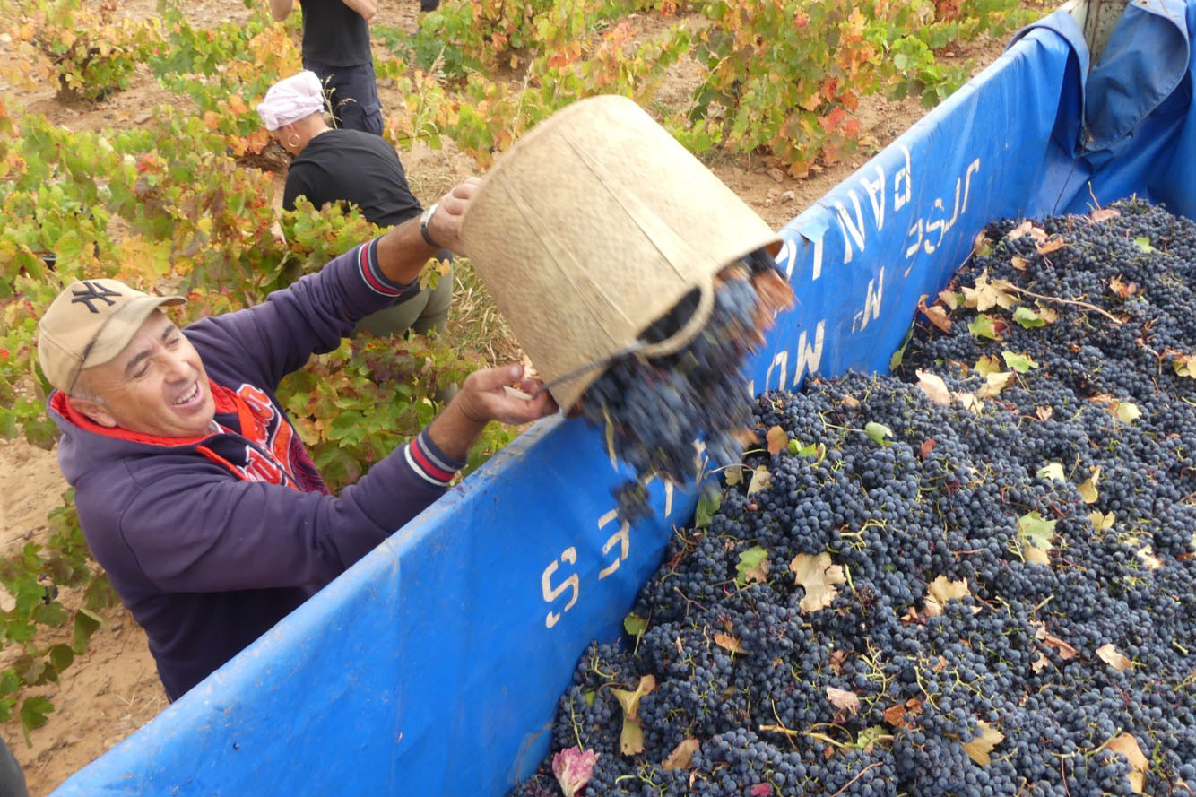 La DOP Cariñena cierra la campaña de vendimia con 80,7 millones de kilos de uva recogidos, un 10,3% más que en 2021