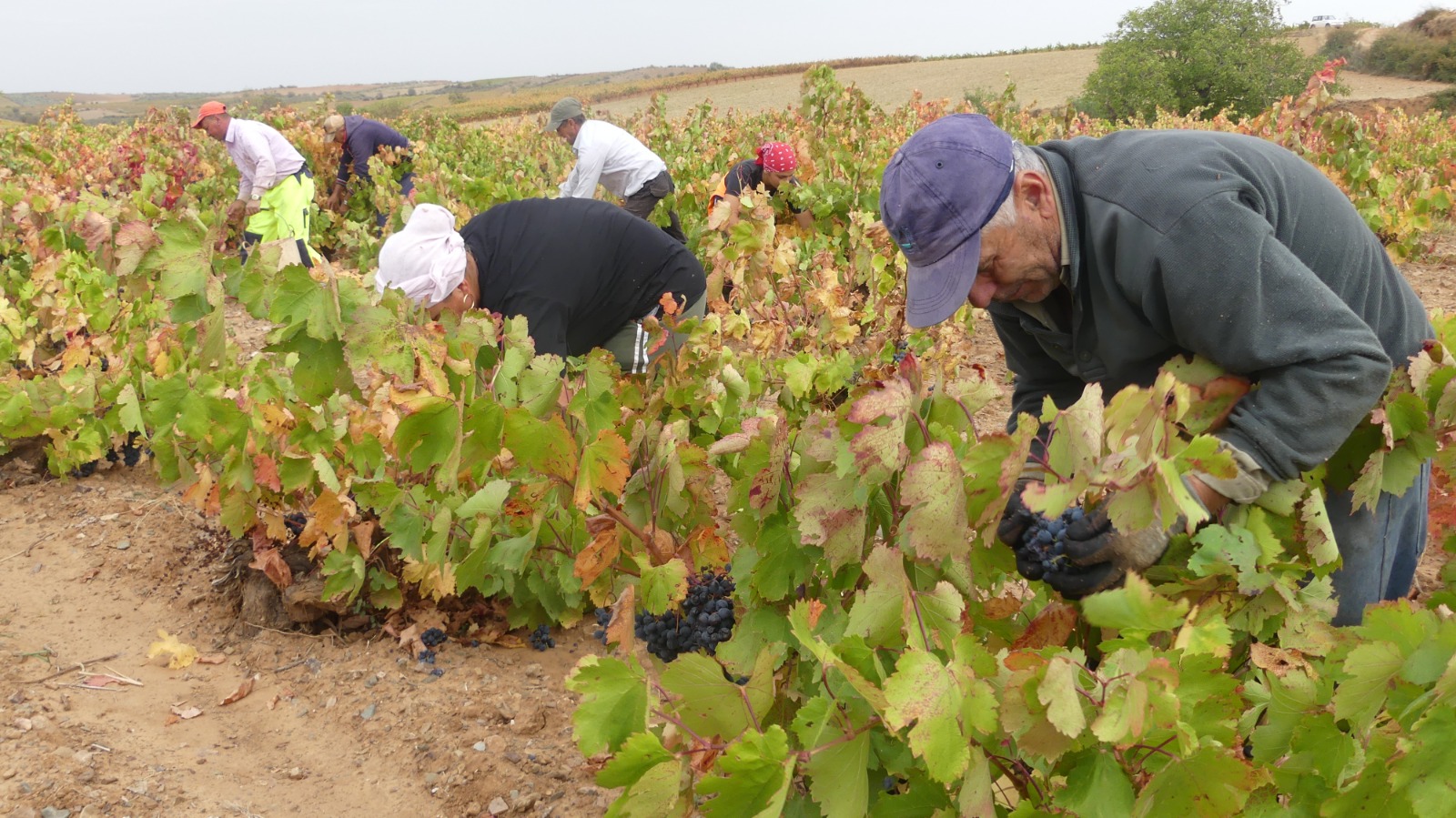 La Denominacion Carinena ha recogido mas de 80 millones de kilos de uva en 2022 4