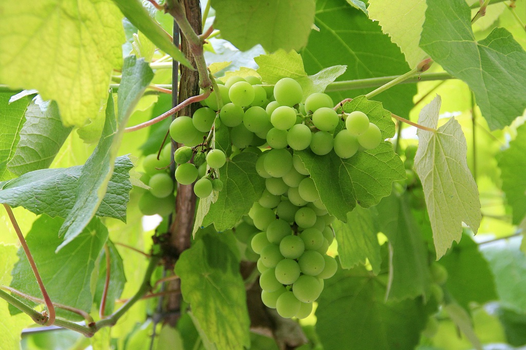 Variedad carinena blanca
