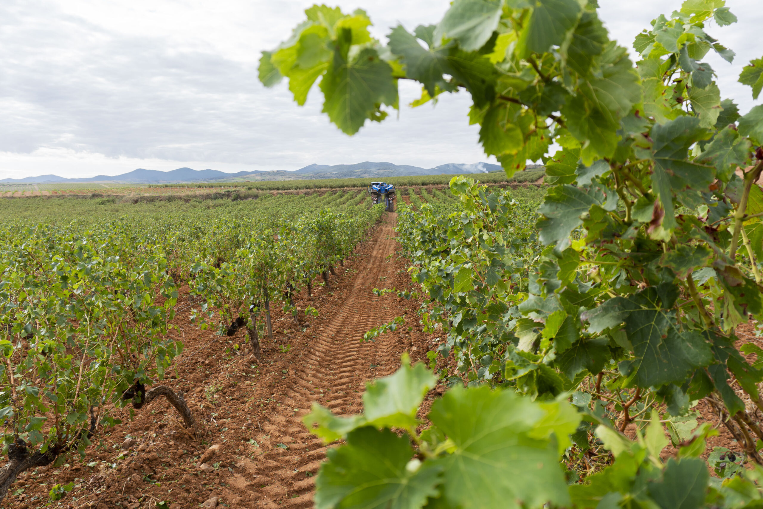 Bodegas San Valero inicia la vendimia 2023 en la Denominación de Origen Cariñena