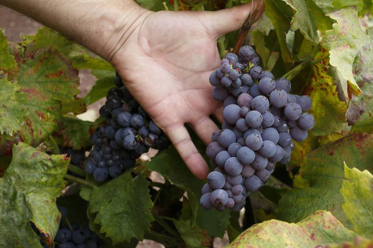 El Gobierno de Aragón muestra su apoyo a la candidatura de Cariñena como Ciudad Europea del Vino 2025