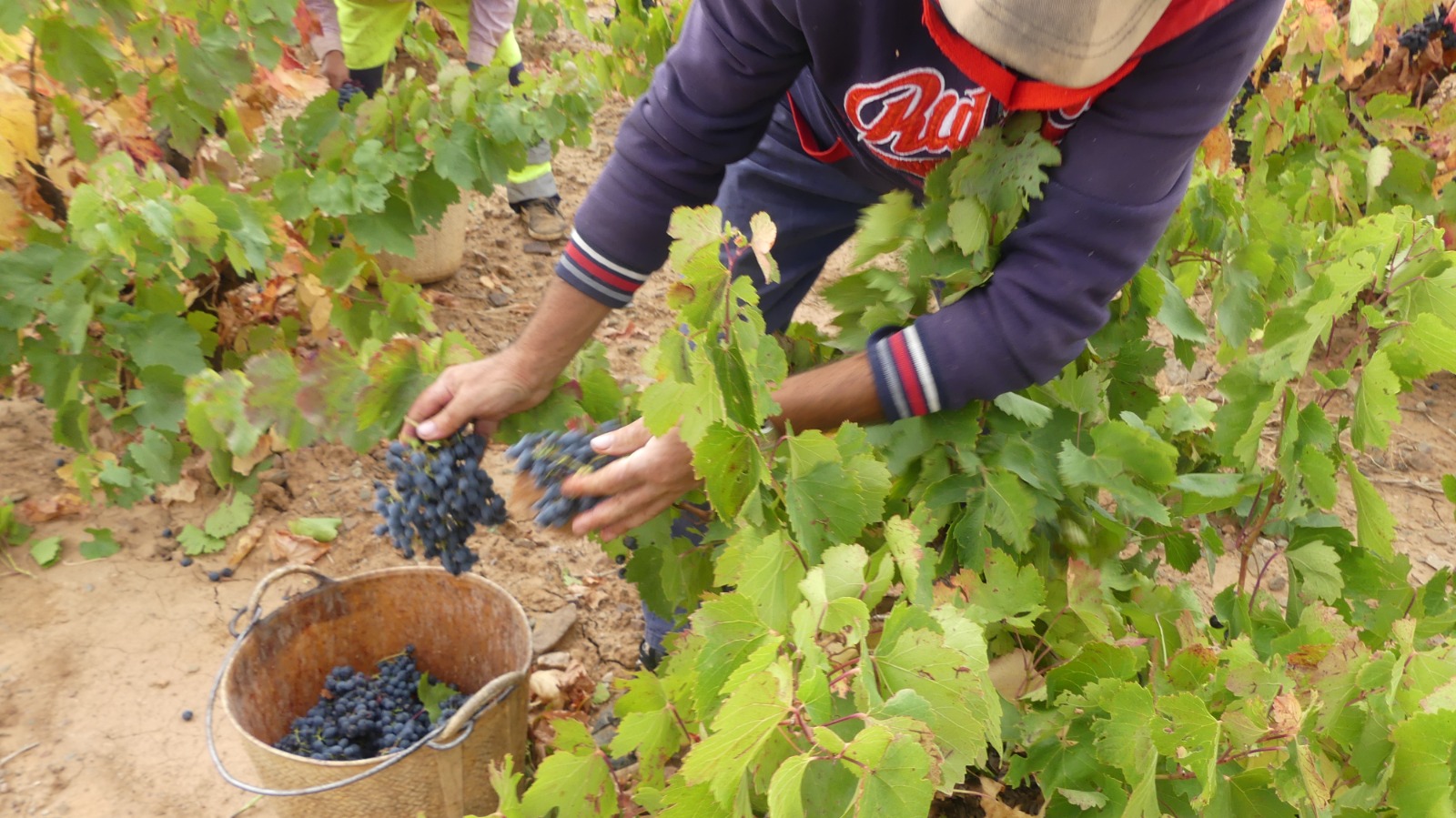 La DO Carinena preve vendimiar este ano 56 millones de kilos de uva 2