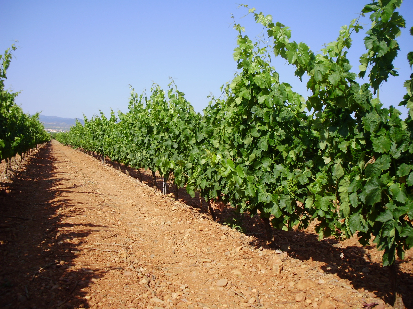 Vinas de variedad carinena en la D.O. Carinena 3