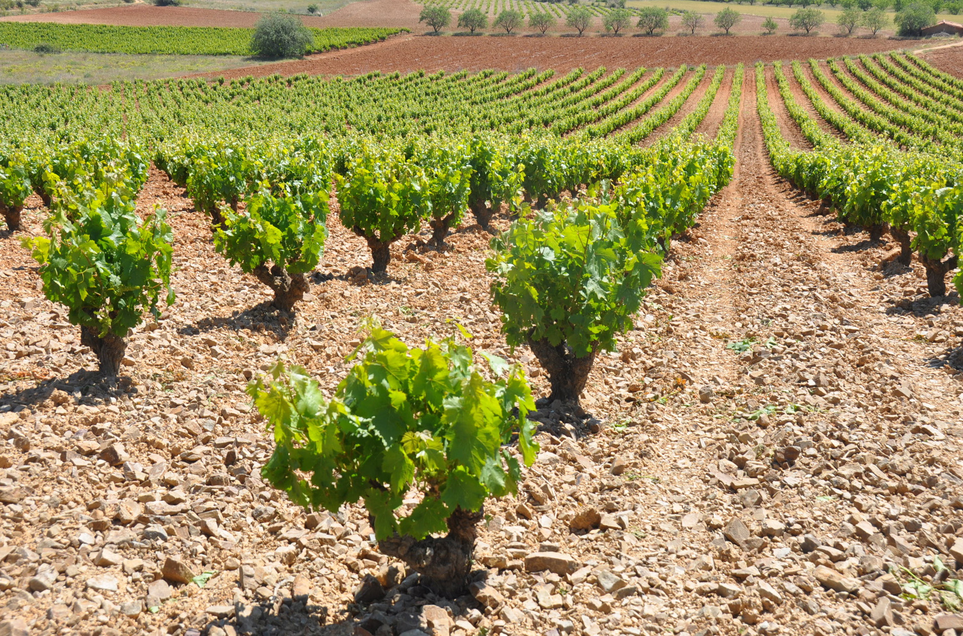 Campo de uvas garnachas en la D.O. Carinena 2