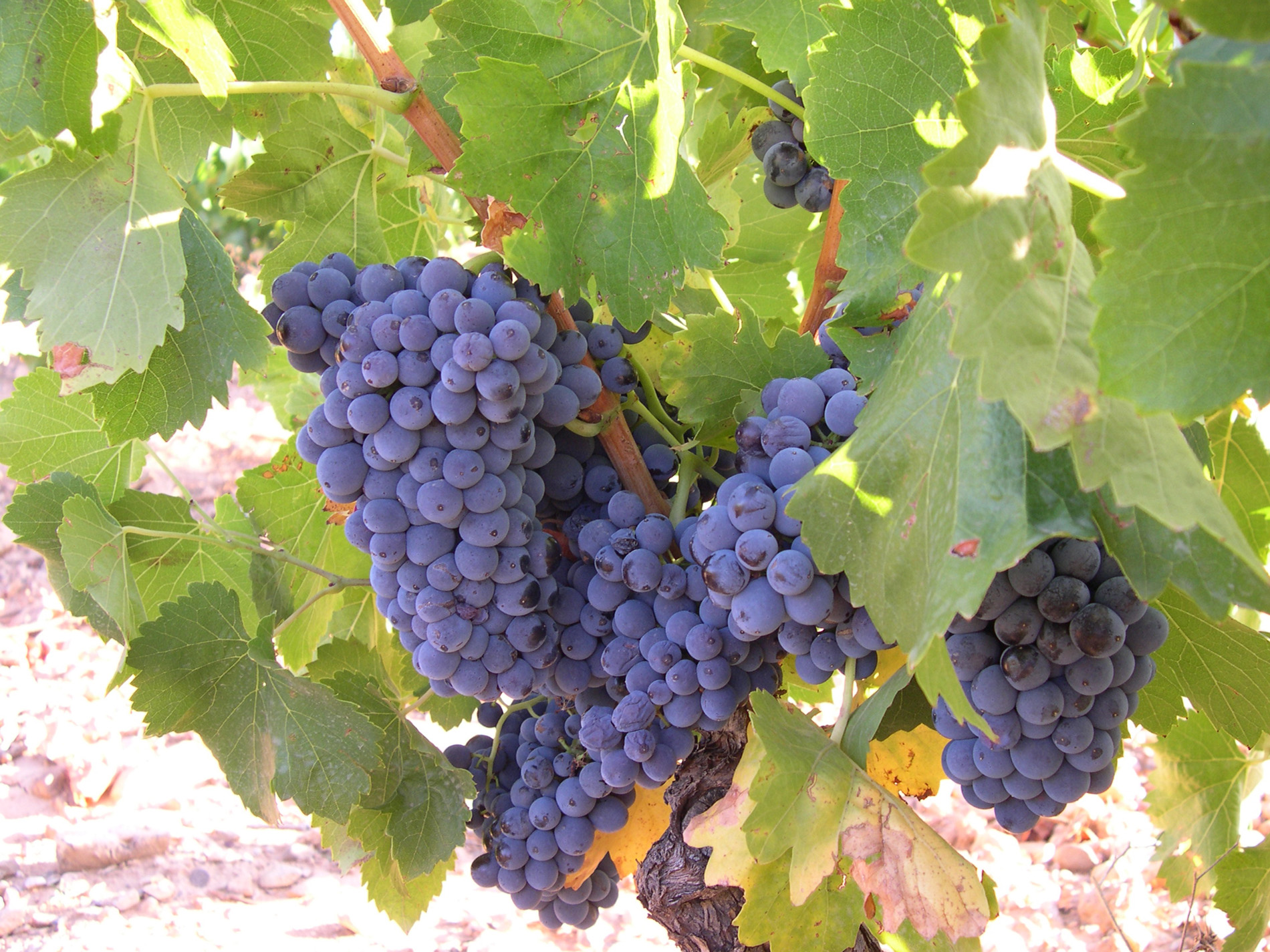 Campo de uvas garnachas en la D.O. Carinena 3