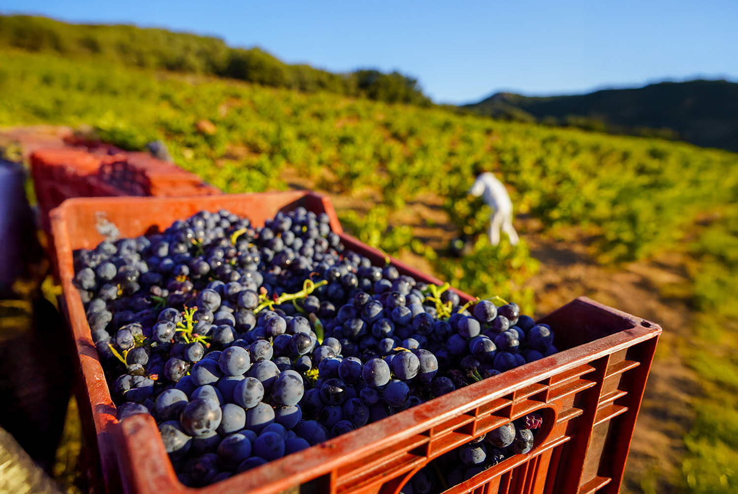 Bodegas San Valero cierra una vendimia 2025 de gran calidad y menor producción